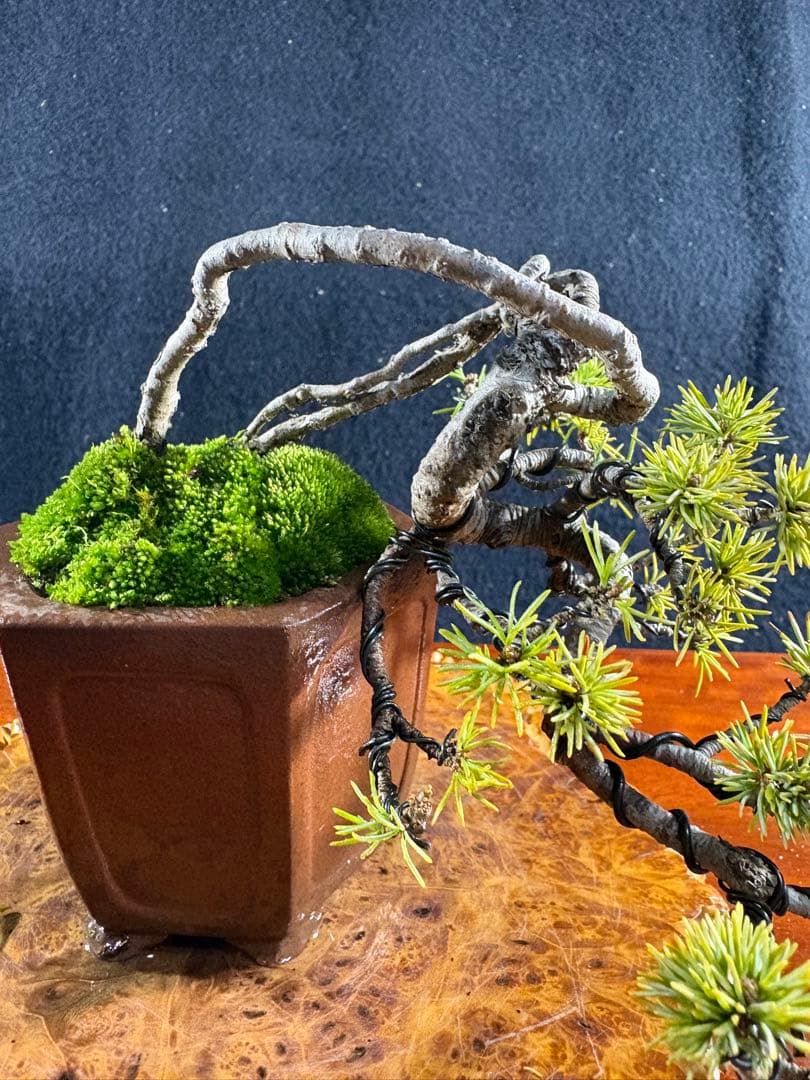 小品盆栽、赤石五葉松、値上り、懸崖作り 変わり木、目立った傷や汚れ無し