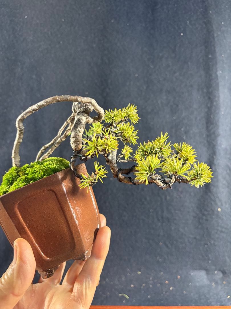 小品盆栽、赤石五葉松、値上り、懸崖作り 変わり木、目立った傷や汚れ無し