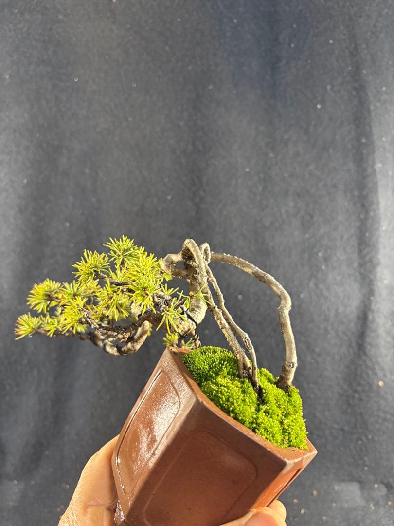 小品盆栽、赤石五葉松、値上り、懸崖作り 変わり木、目立った傷や汚れ無し