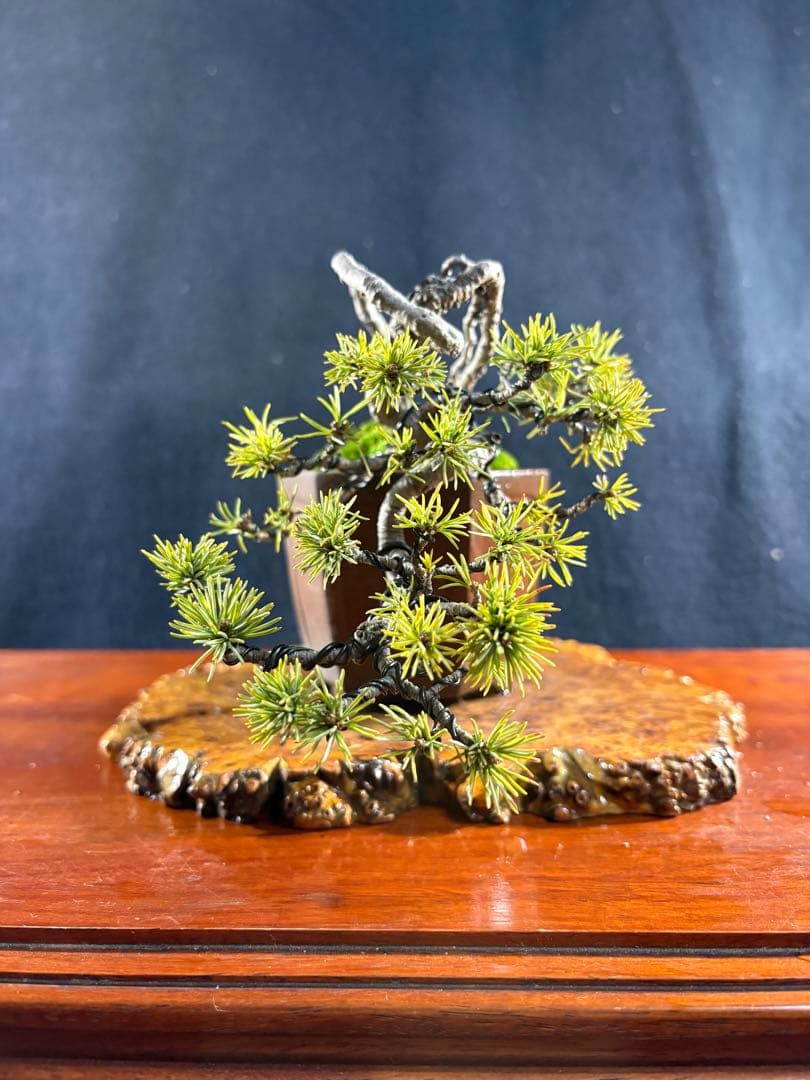 小品盆栽、赤石五葉松、値上り、懸崖作り 変わり木、目立った傷や汚れ無し