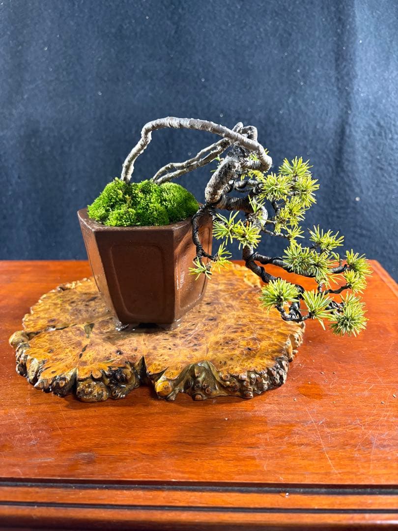 小品盆栽、赤石五葉松、値上り、懸崖作り 変わり木、目立った傷や汚れ無し