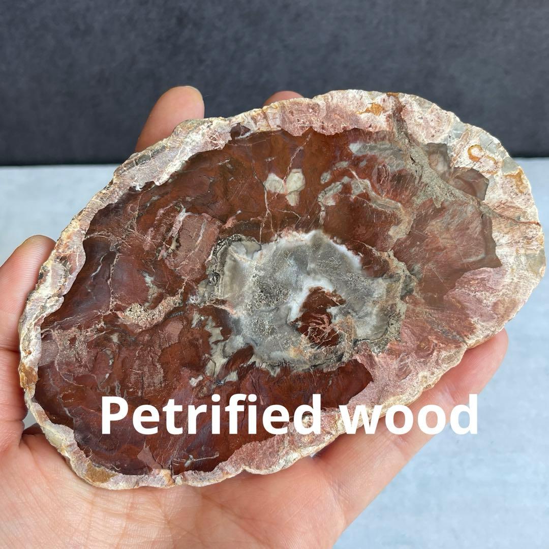 ペトリファイド ウッド スラブ 珪化木 マダガスカル産