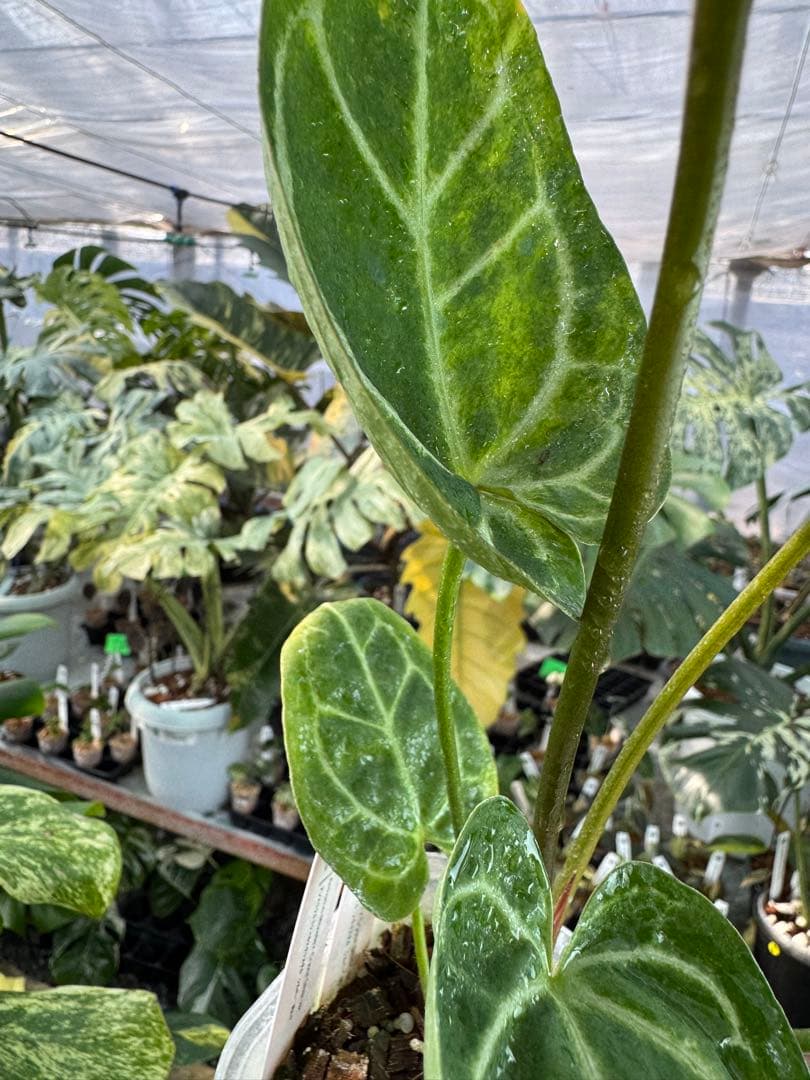 1 斑入り　アンスリウム　ミシェル　x クリスタルシルバー　綺麗交配株