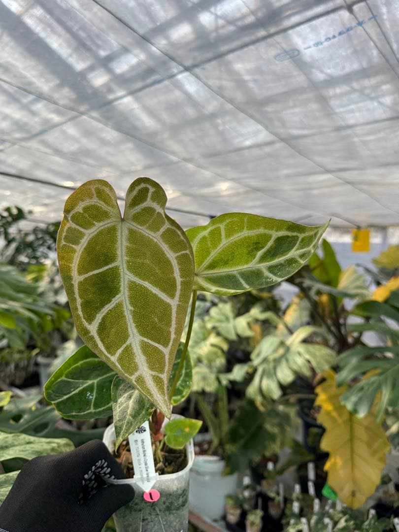 1 斑入り　アンスリウム　ミシェル　x クリスタルシルバー　綺麗交配株