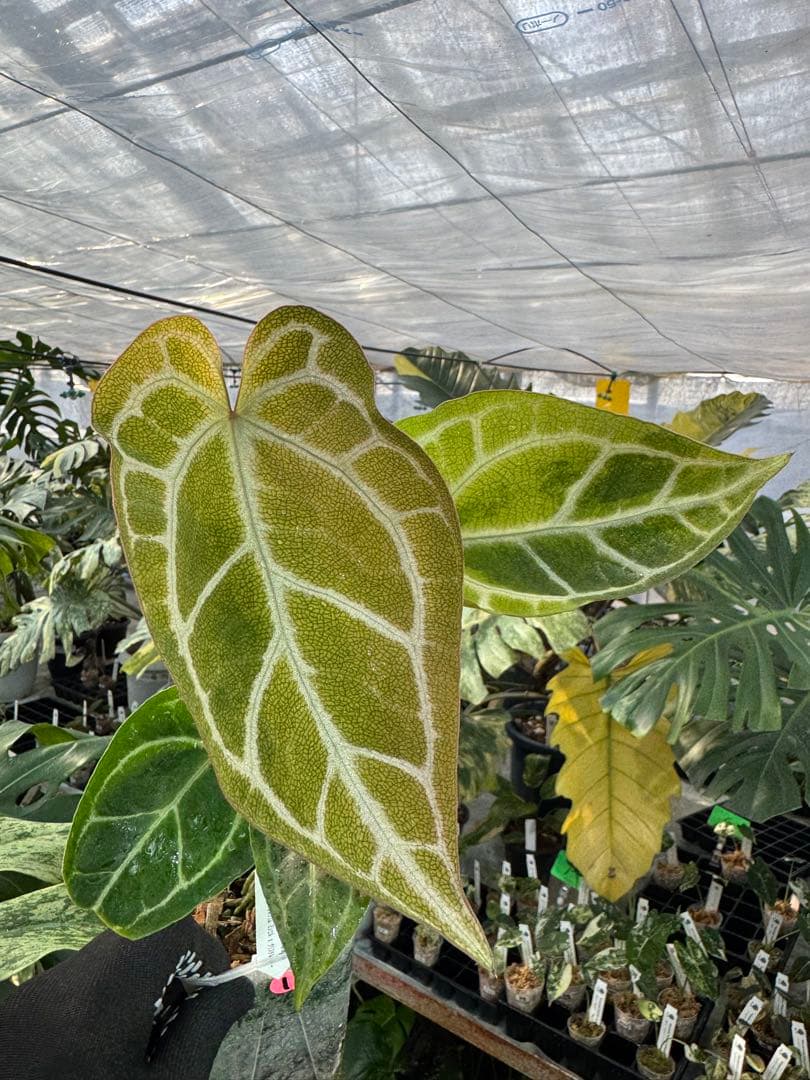 1 斑入り　アンスリウム　ミシェル　x クリスタルシルバー　綺麗交配株