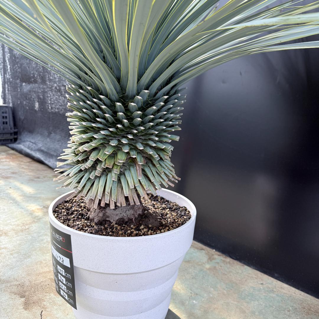 【AL1178】ユッカ　ロストラータ　超極太　 珍品