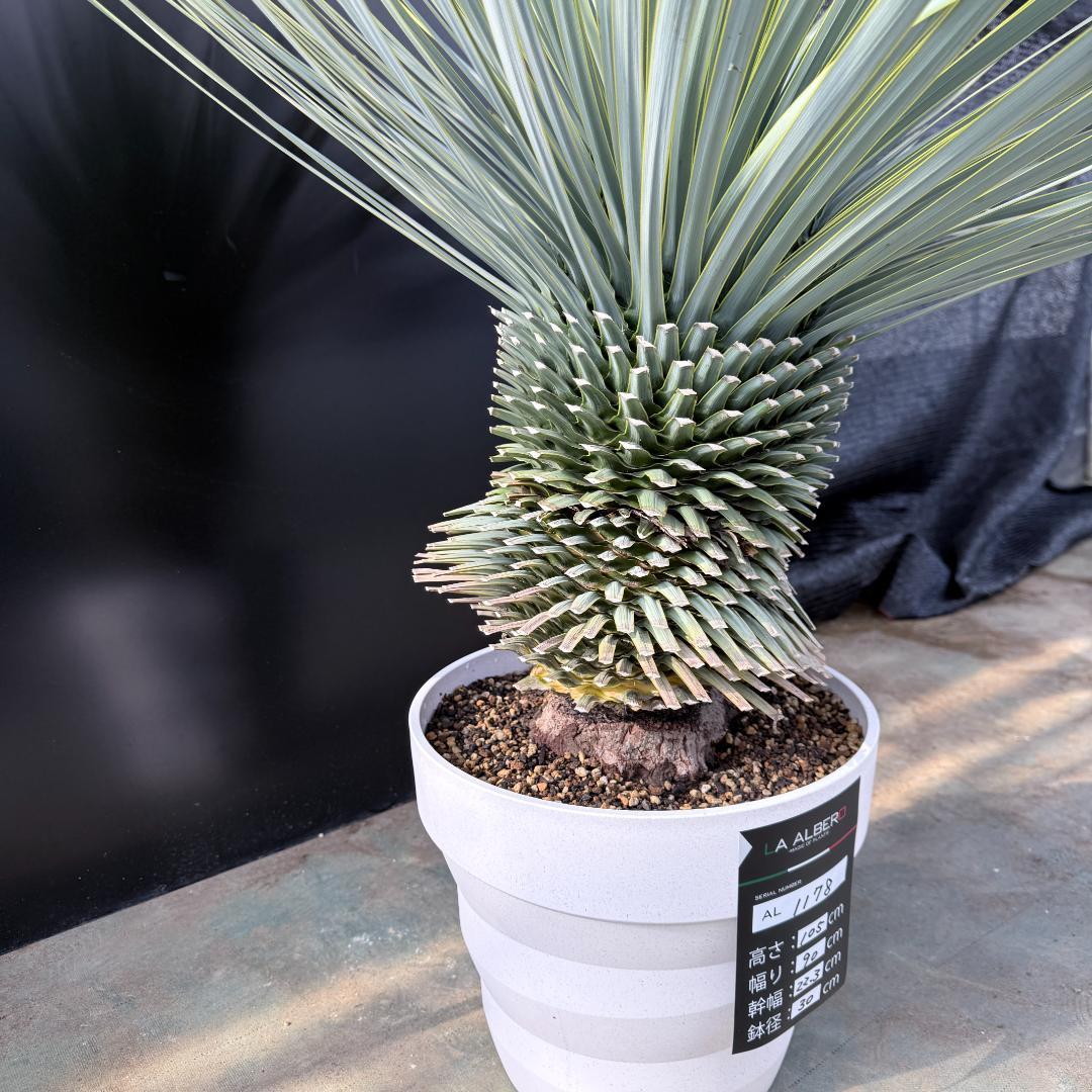 【AL1178】ユッカ　ロストラータ　超極太　 珍品