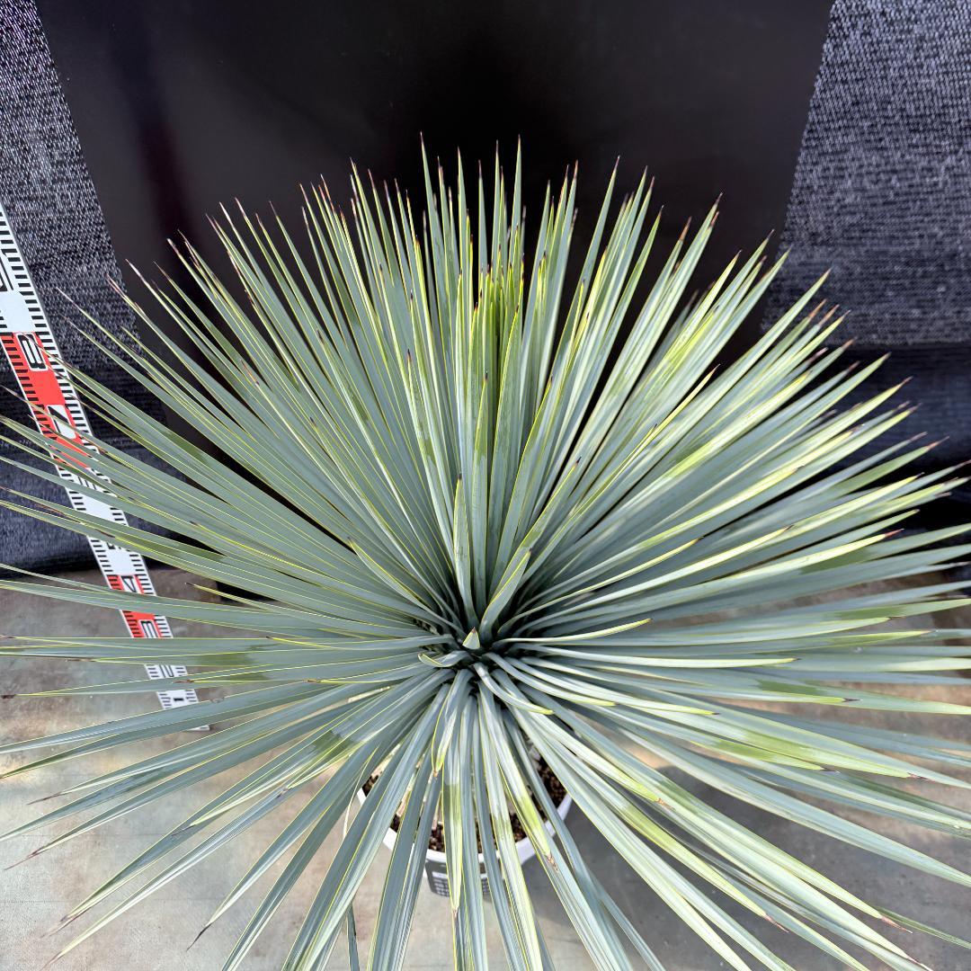 【AL1178】ユッカ　ロストラータ　超極太　 珍品