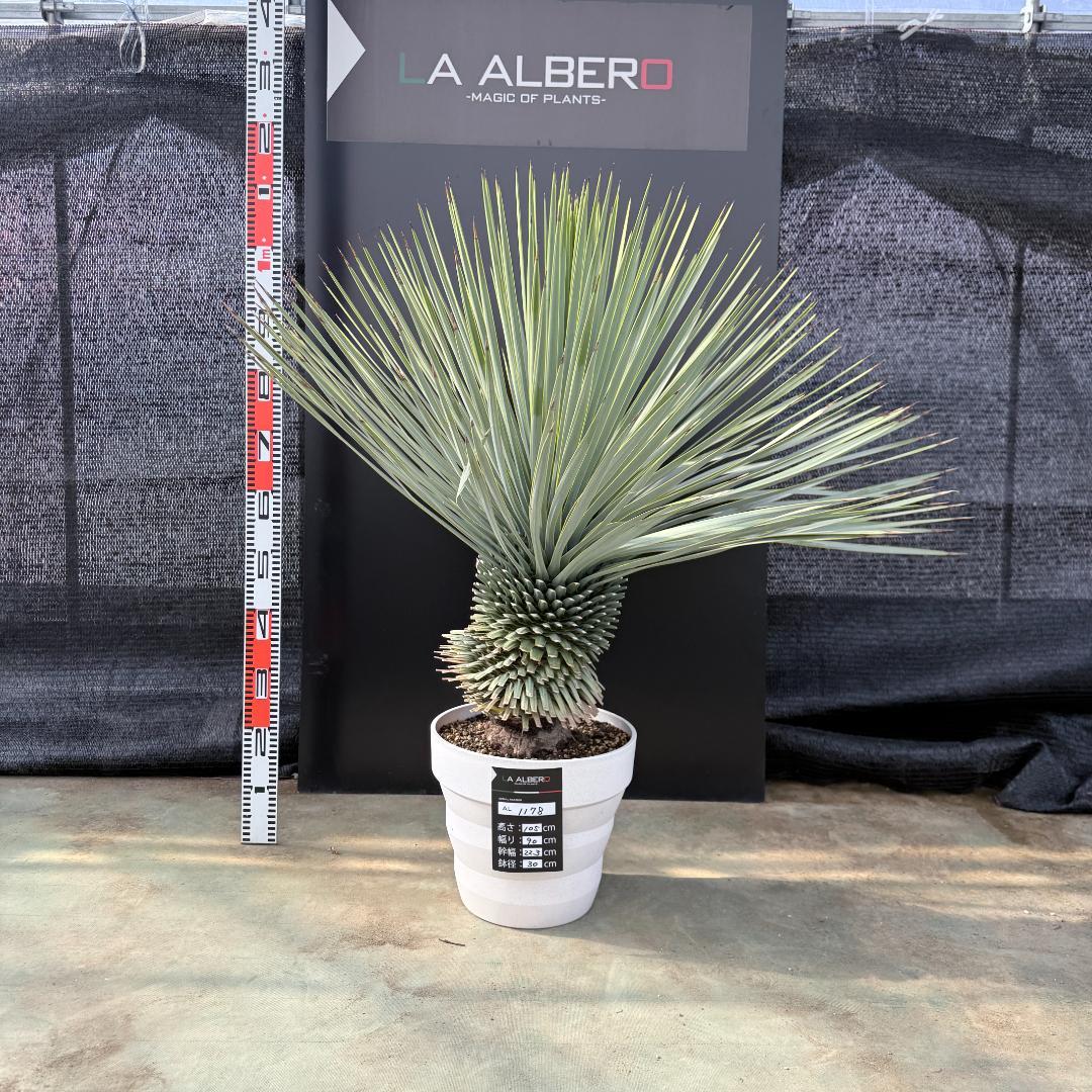 【AL1178】ユッカ　ロストラータ　超極太　 珍品