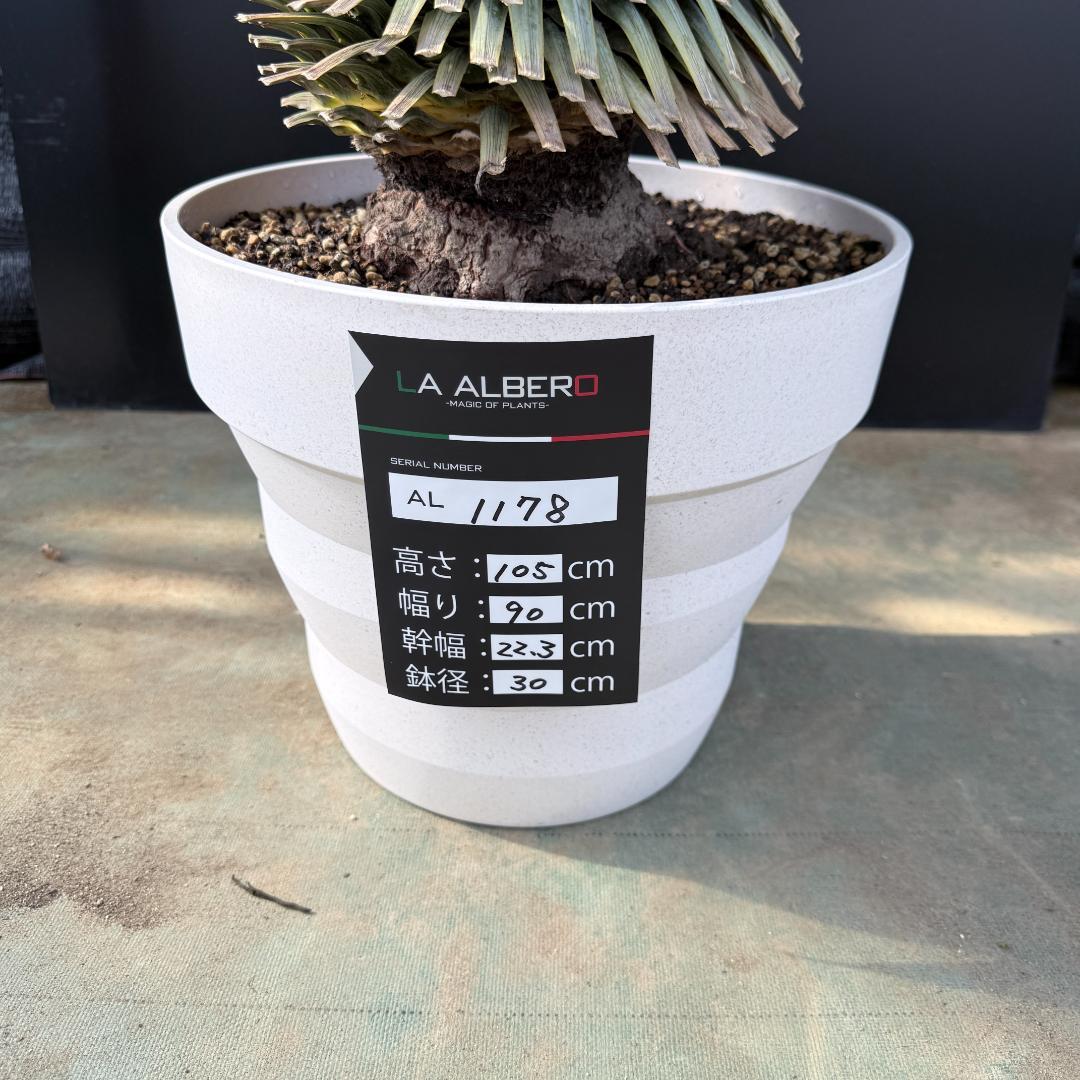 【AL1178】ユッカ　ロストラータ　超極太　 珍品