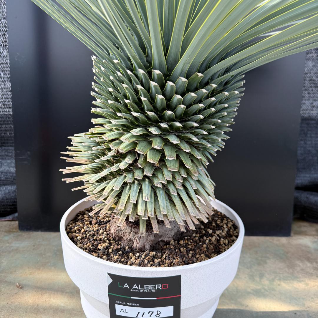 【AL1178】ユッカ　ロストラータ　超極太　 珍品