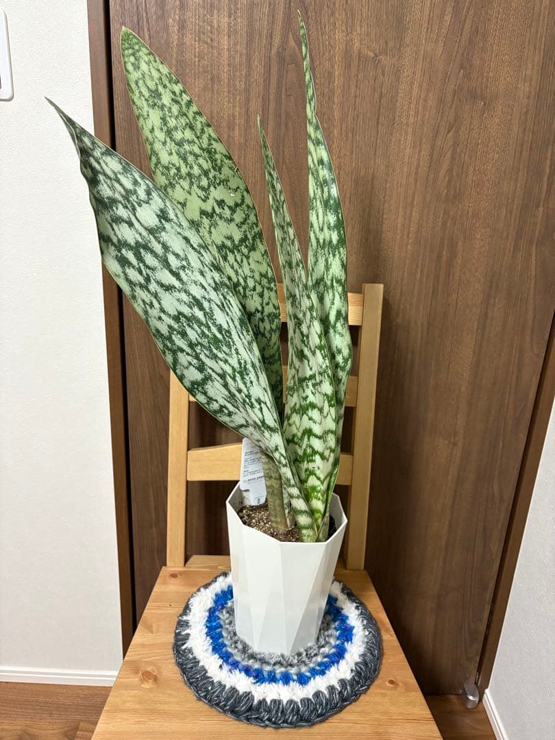 ヨ*ー様 サンスベリア　オブリティアナ　6号