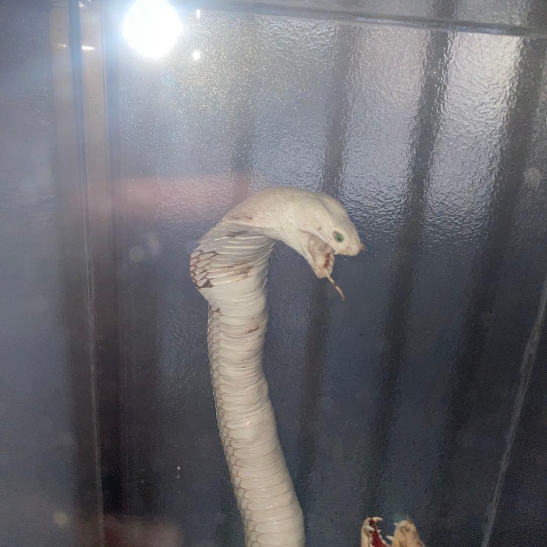 コブラ対マングース　剥製