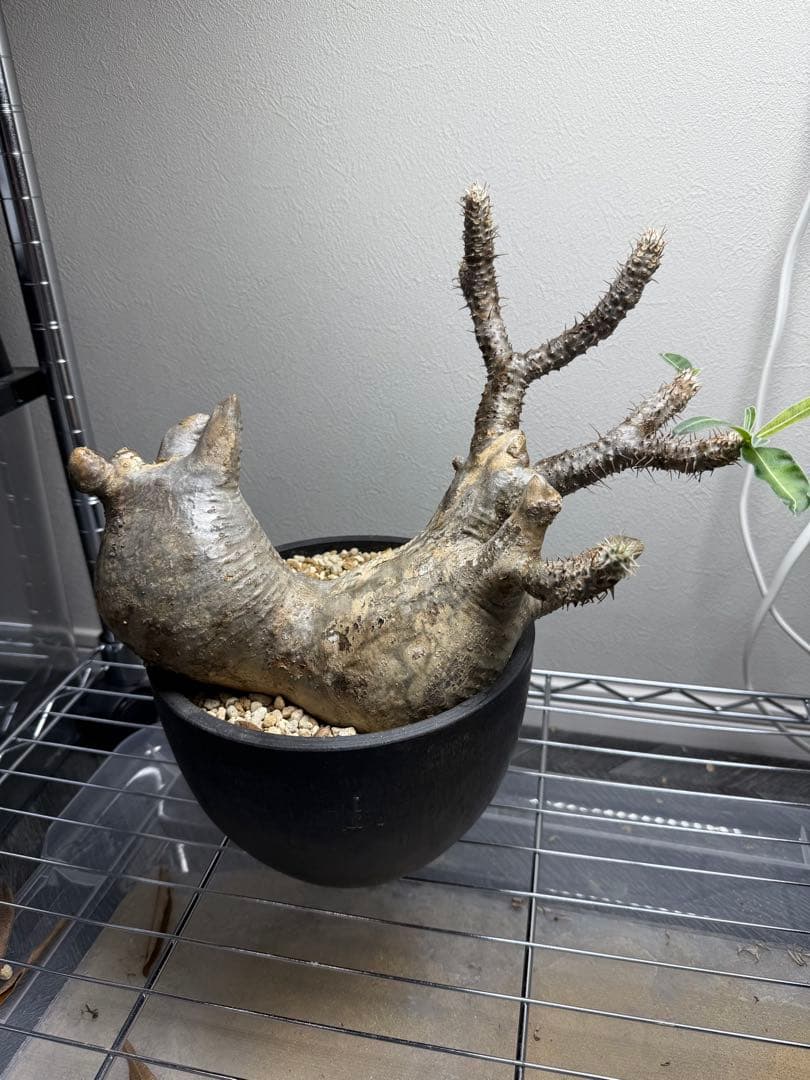 発根済！ パキポディウム グラキリス 多頭！2頭！ 現地球