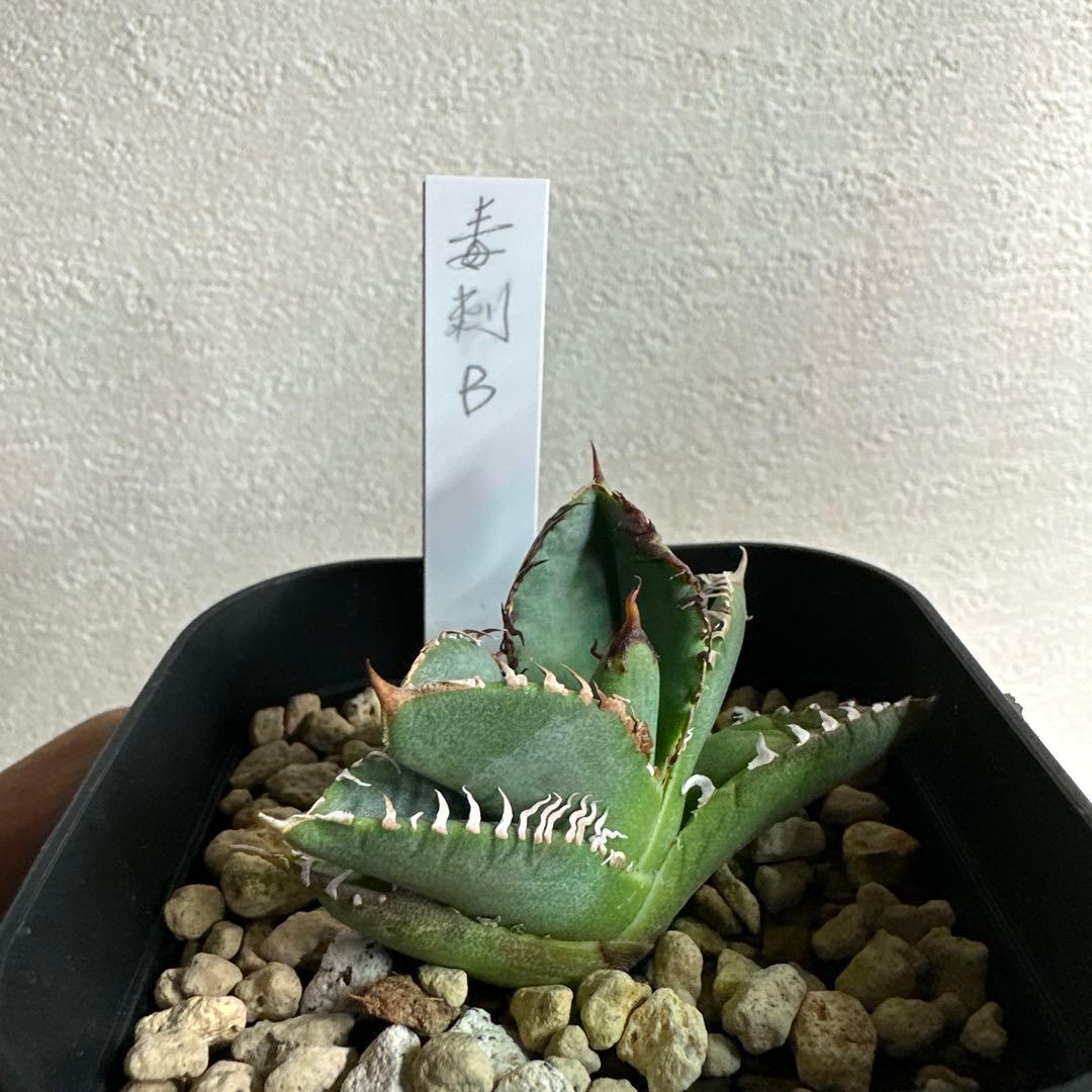 アガベ　チタノタ　毒刺B 子株 毒刺