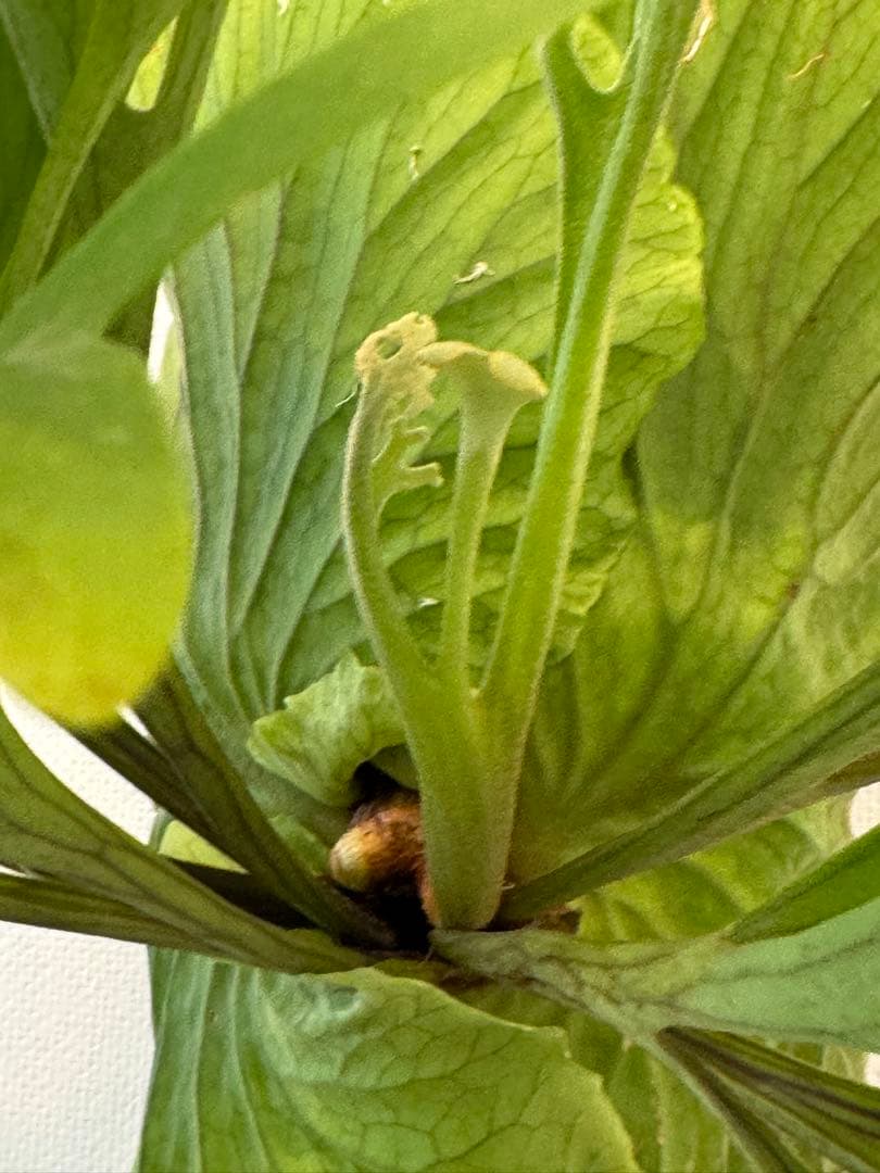 キッチャクード　立葉　リドレイ寄り