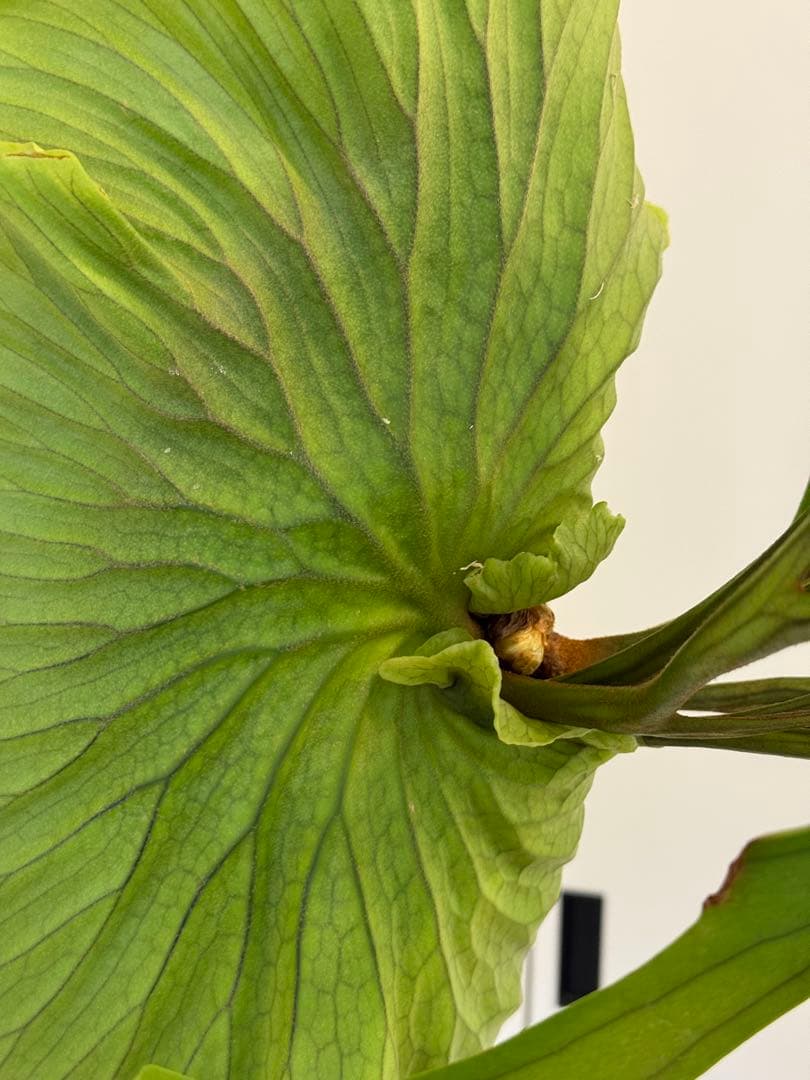 キッチャクード　立葉　リドレイ寄り