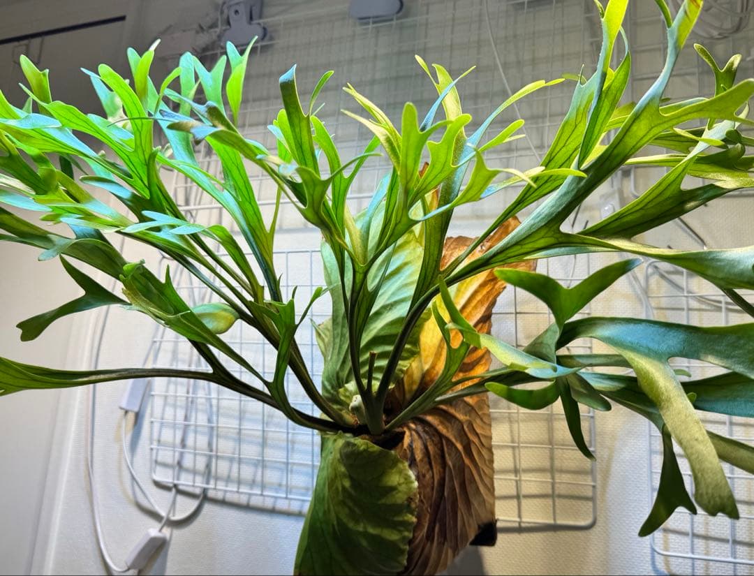 キッチャクード　立葉　リドレイ寄り