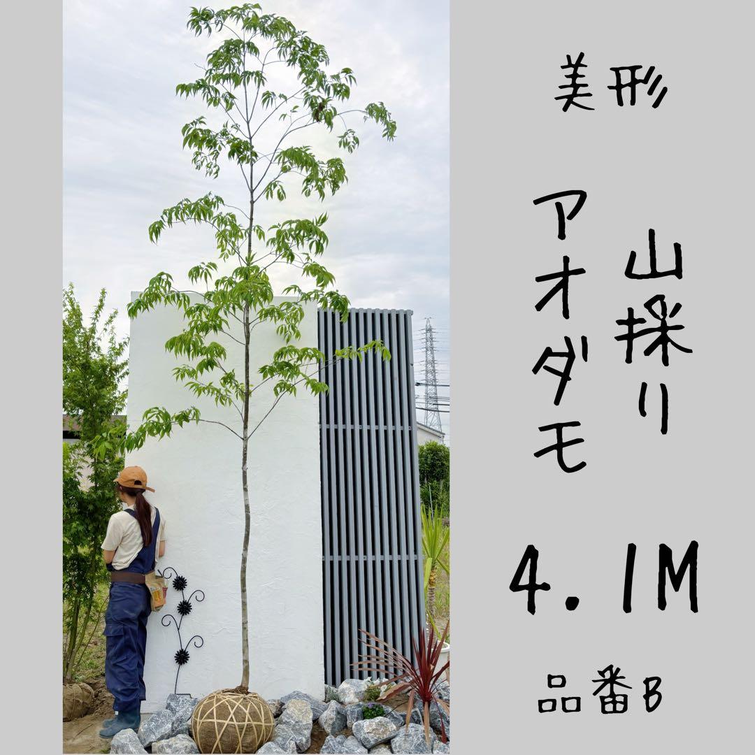 美形 山採りアオダモ4.1M(鉢底から)品番B ※エリア限定自社配送又は引き取り
