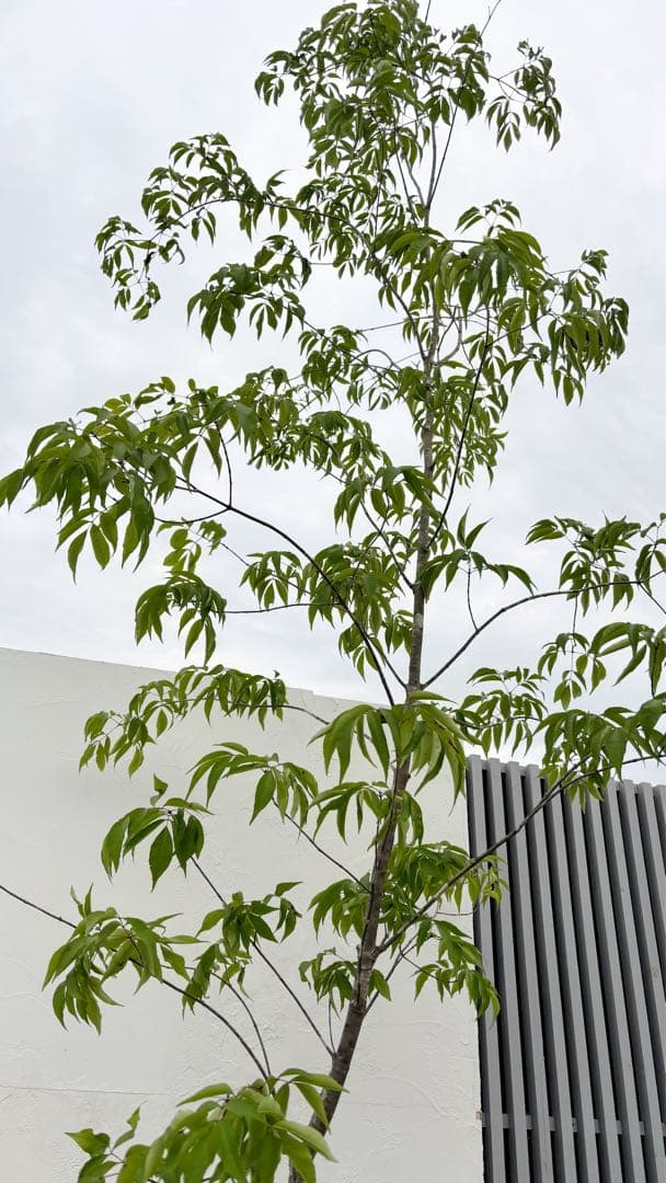 美形 山採りアオダモ4.1M(鉢底から)品番B ※エリア限定自社配送又は引き取り