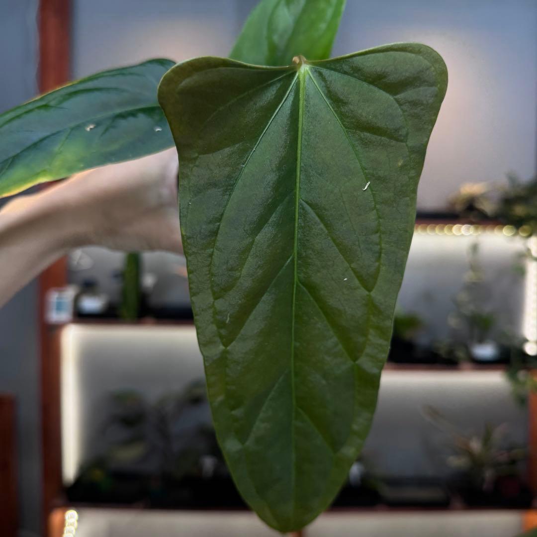 エ*ス様 20 S&P アンスリウム　サブシグネイタム原種フラットイヤー　オープ