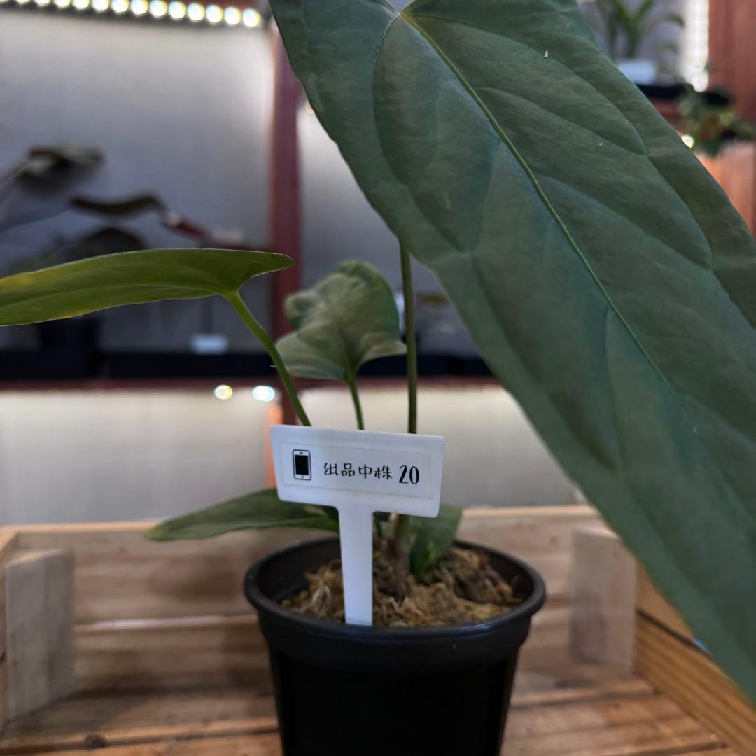 エ*ス様 20 S&P アンスリウム　サブシグネイタム原種フラットイヤー　オープ