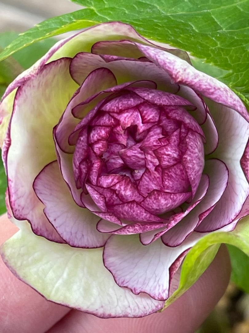 【野田園芸】ddクリスマスローズ　苗　No.②