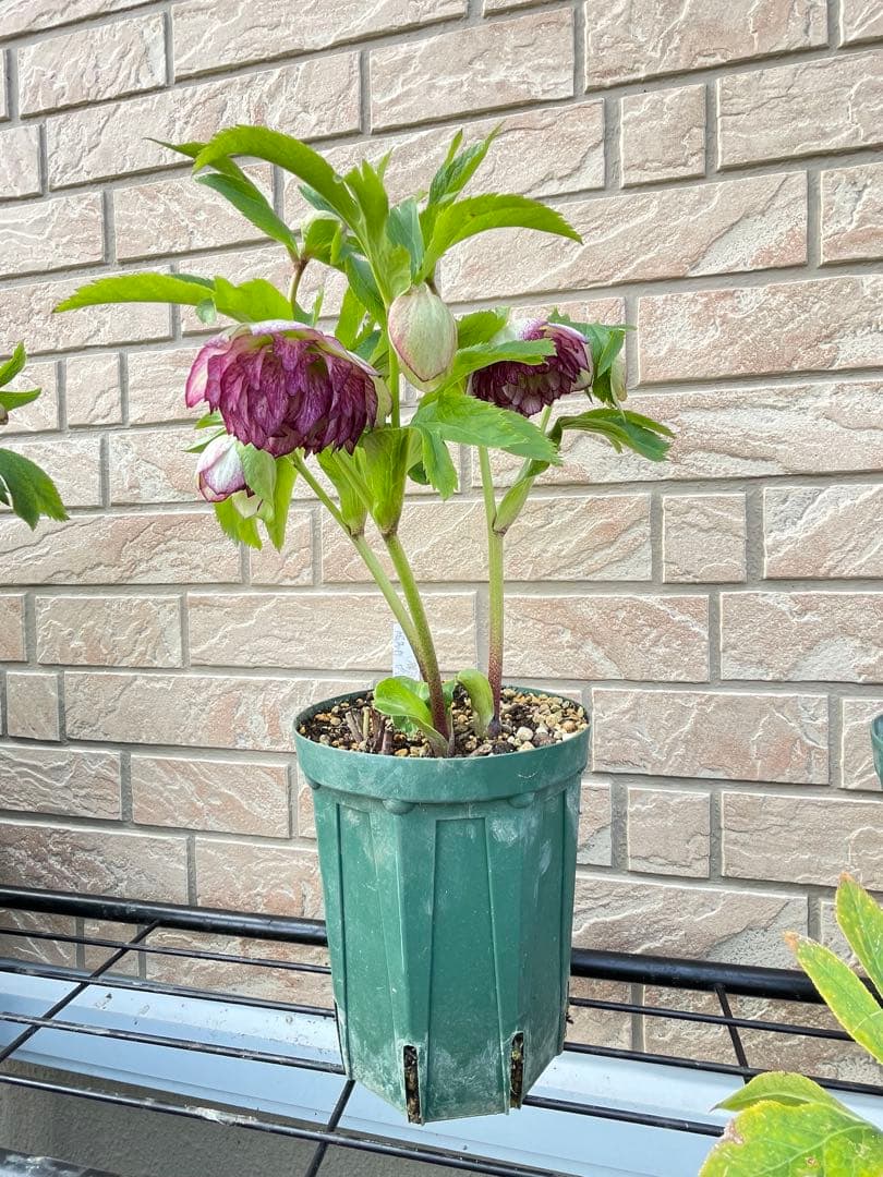 【野田園芸】ddクリスマスローズ　苗　No.②