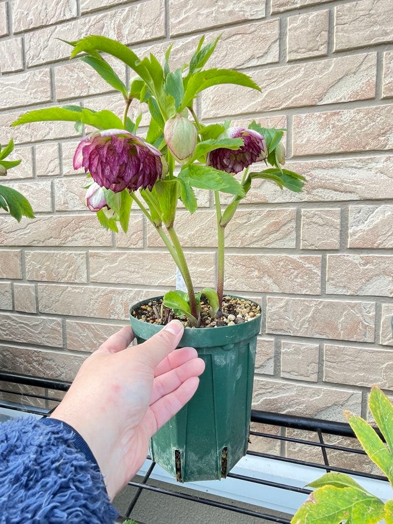 【野田園芸】ddクリスマスローズ　苗　No.②