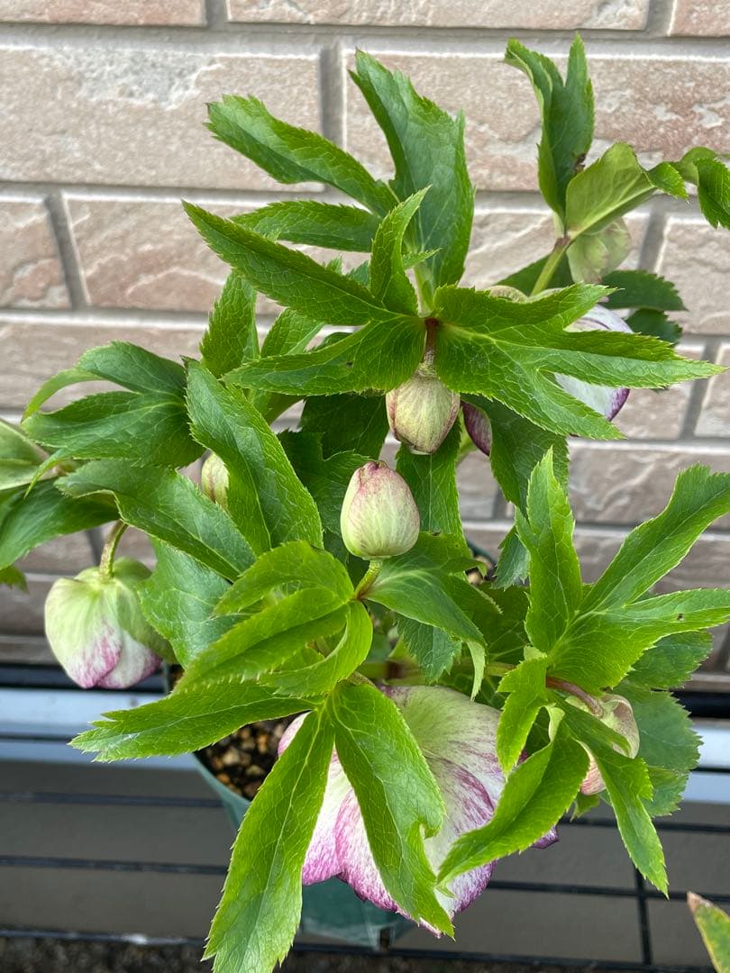 【野田園芸】ddクリスマスローズ　苗　No.②