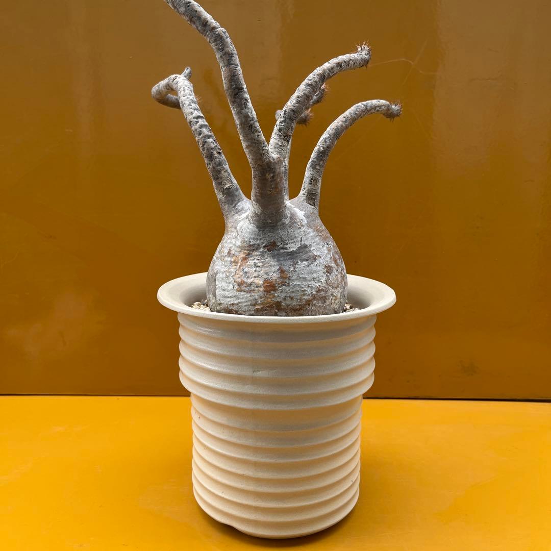 グラキリス　パキポディウム