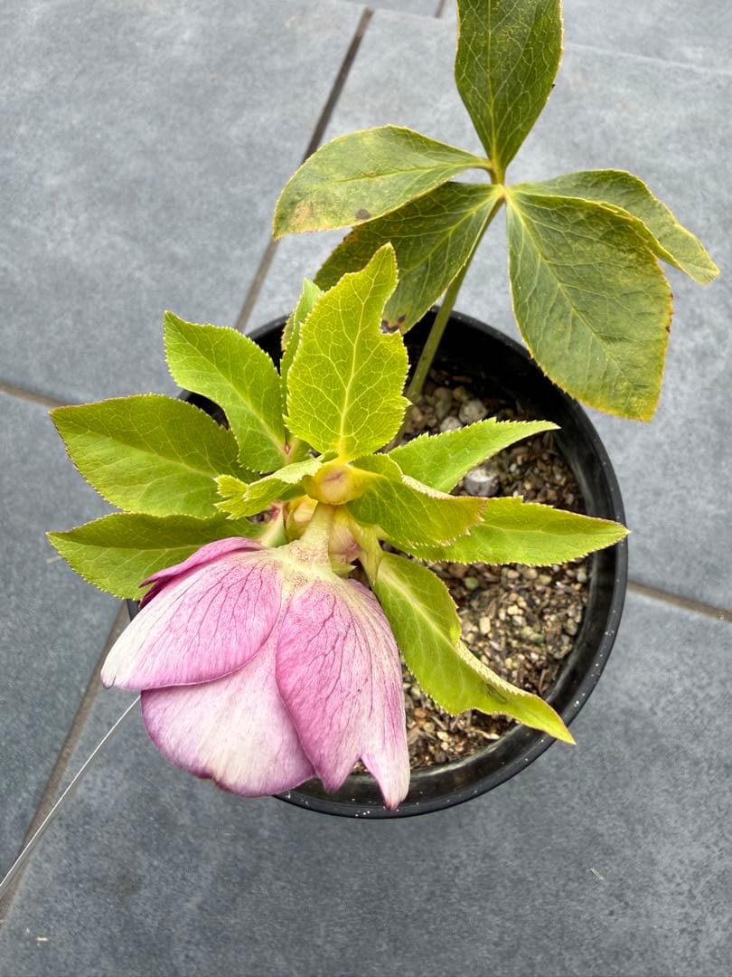 クリスマスローズ　広瀬園芸リバーシブルセミダブルオーレア