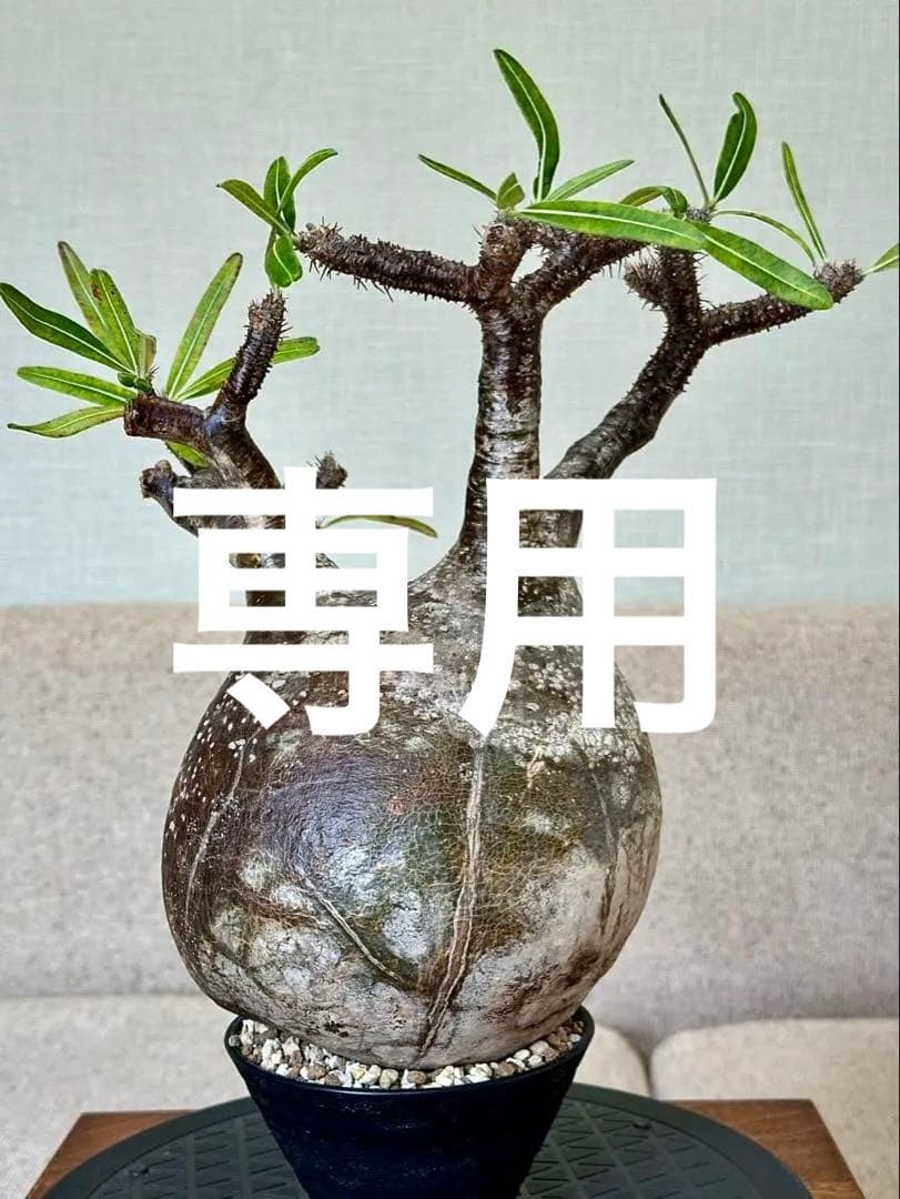 R　パキポディウム グラキリス 大株 16cm 丸株 茶肌 白肌