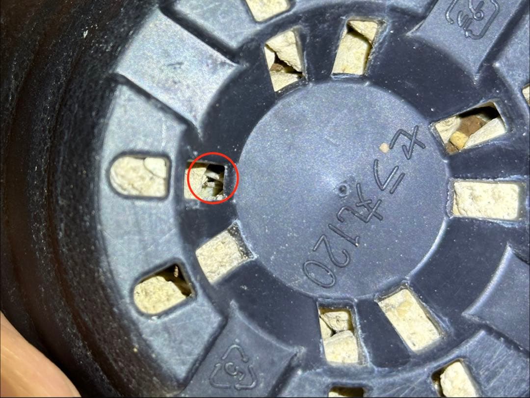 R　パキポディウム グラキリス 大株 16cm 丸株 茶肌 白肌