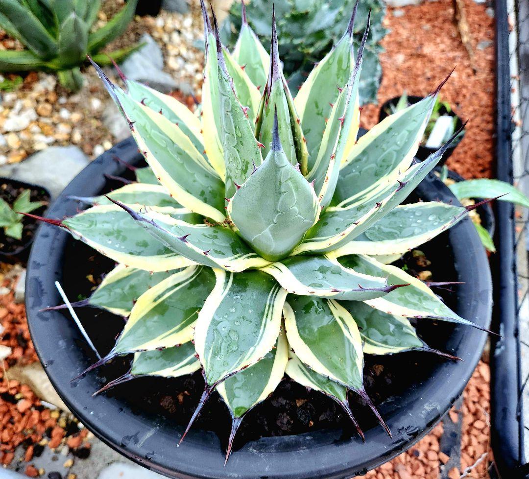 アカベ　アプラナータ　クリームスパイク　大株