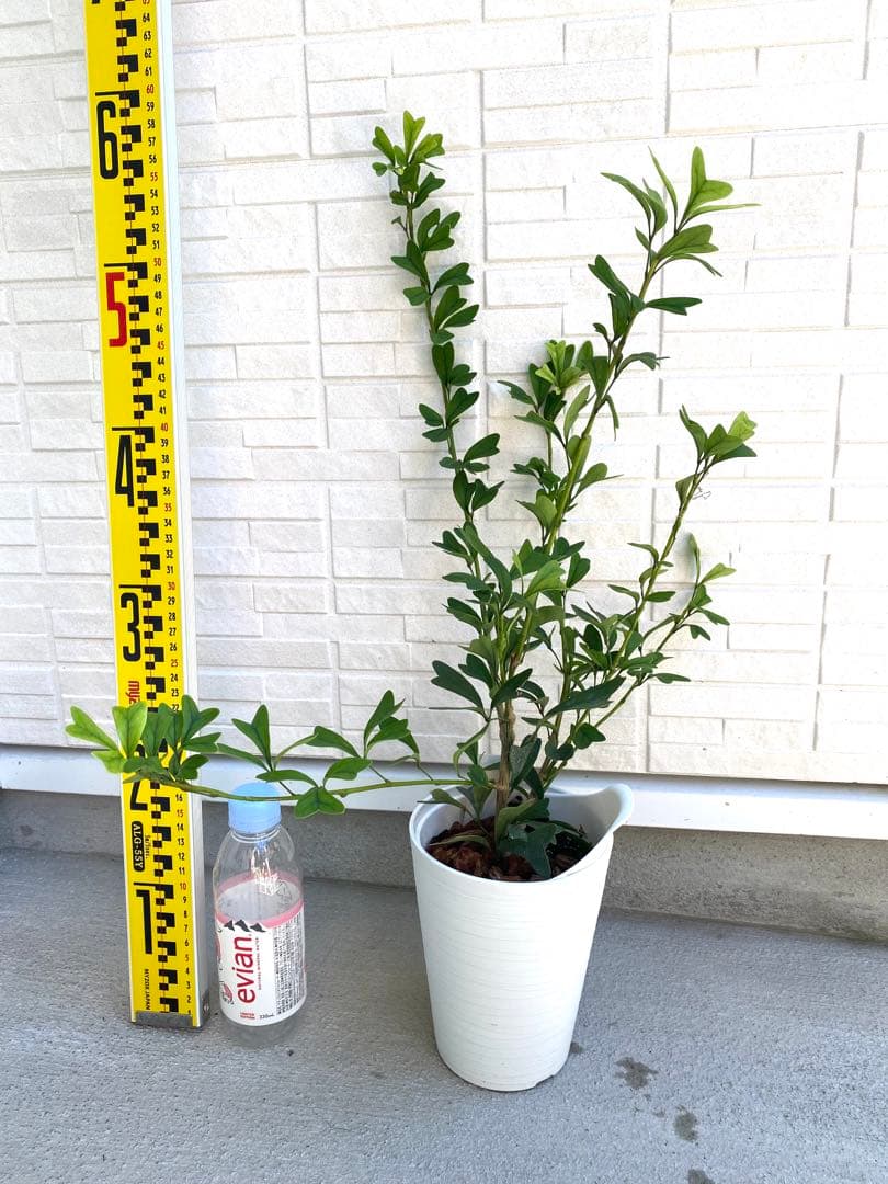 希少 シェフレラ トライアンギュラス 大苗