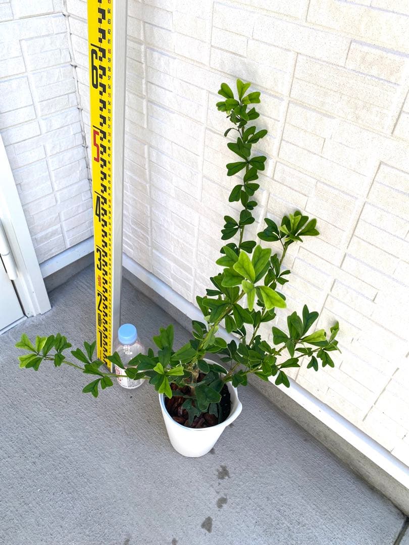 希少 シェフレラ トライアンギュラス 大苗