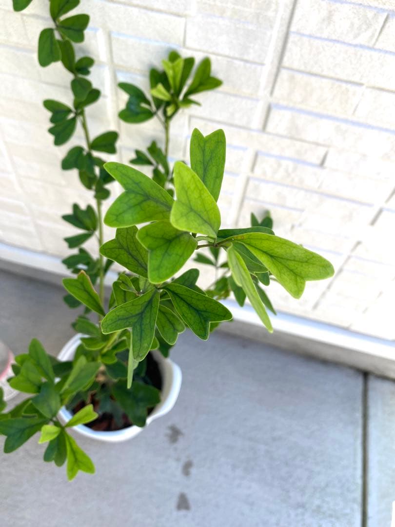 希少 シェフレラ トライアンギュラス 大苗