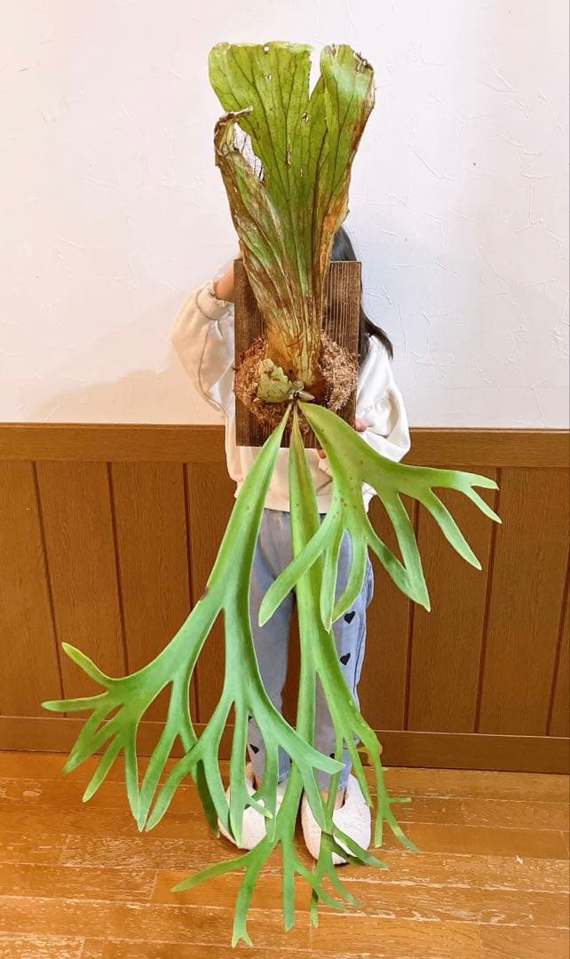 大株ビカクシダ　ウィリンキーwild\