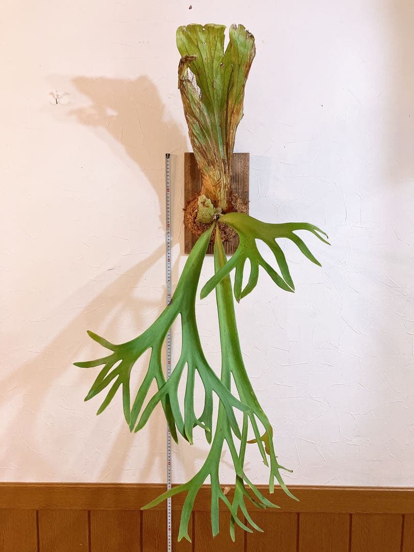 大株ビカクシダ　ウィリンキーwild\"east java\" コウモリラン