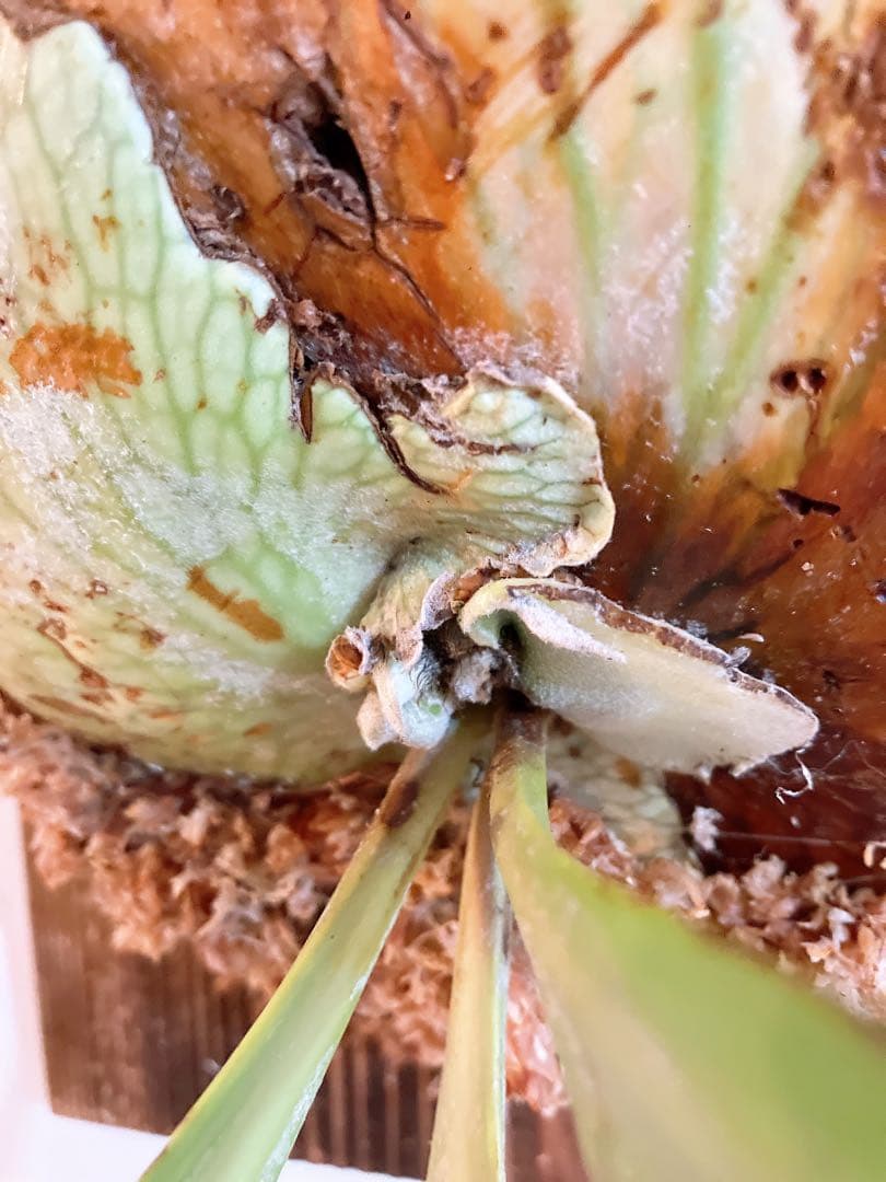 大株ビカクシダ　ウィリンキーwild\"east java\" コウモリラン