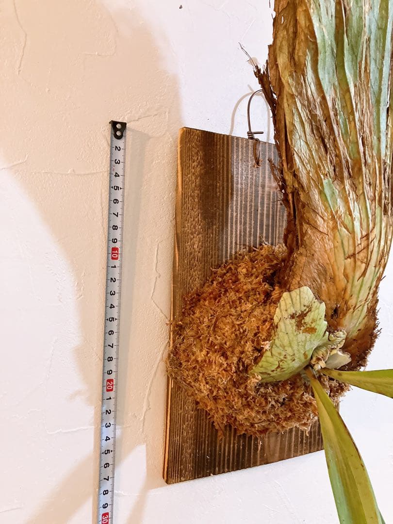 大株ビカクシダ　ウィリンキーwild\"east java\" コウモリラン