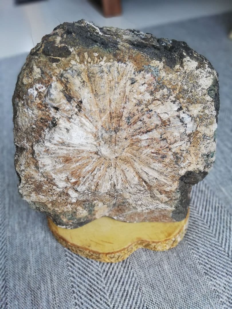 大菊　菊花石　11㎏