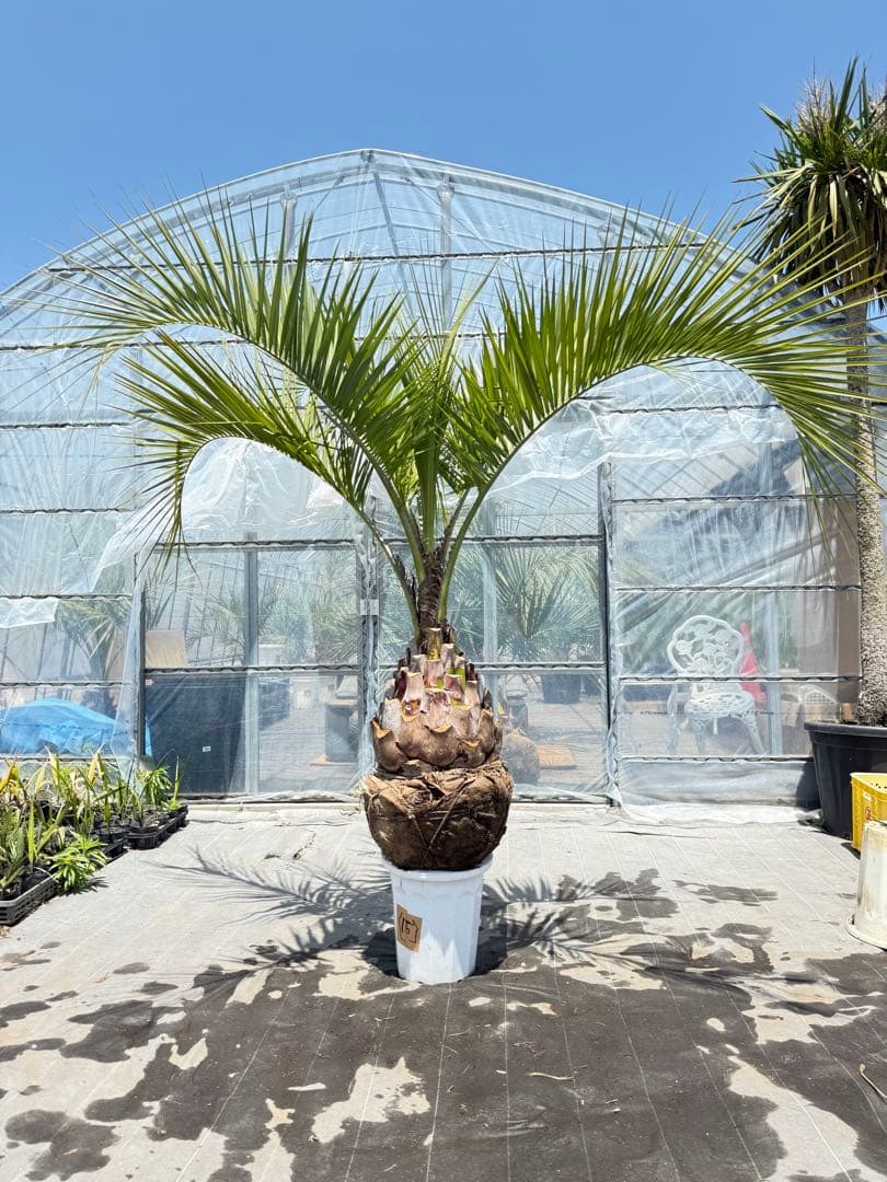 ぺ*ー様 ココスヤシ【極太】シルバーリーフ葉先180cm 幹回120cm 幹高4