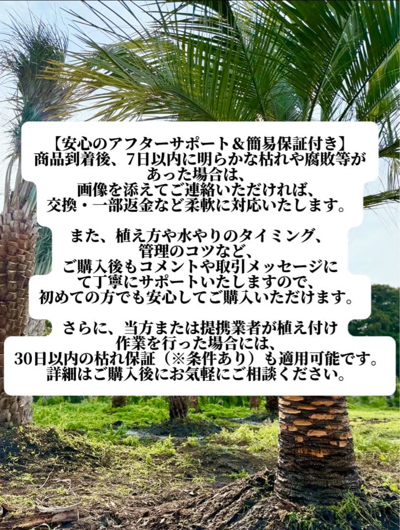 ぺ*ー様 ココスヤシ【極太】シルバーリーフ葉先180cm 幹回120cm 幹高4