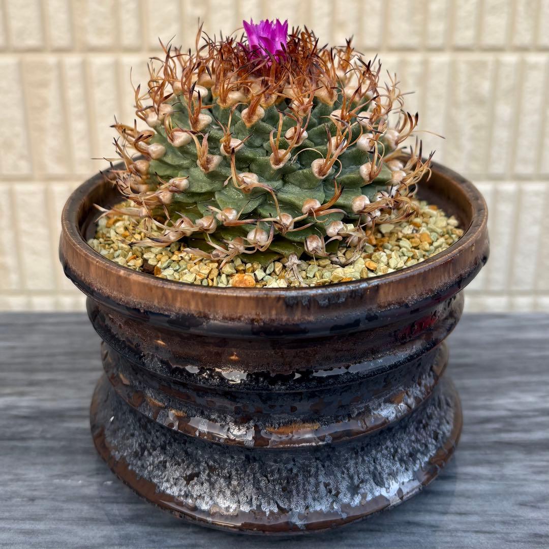 【小疣美形株】アロンソイ　/サボテン 塊根植物