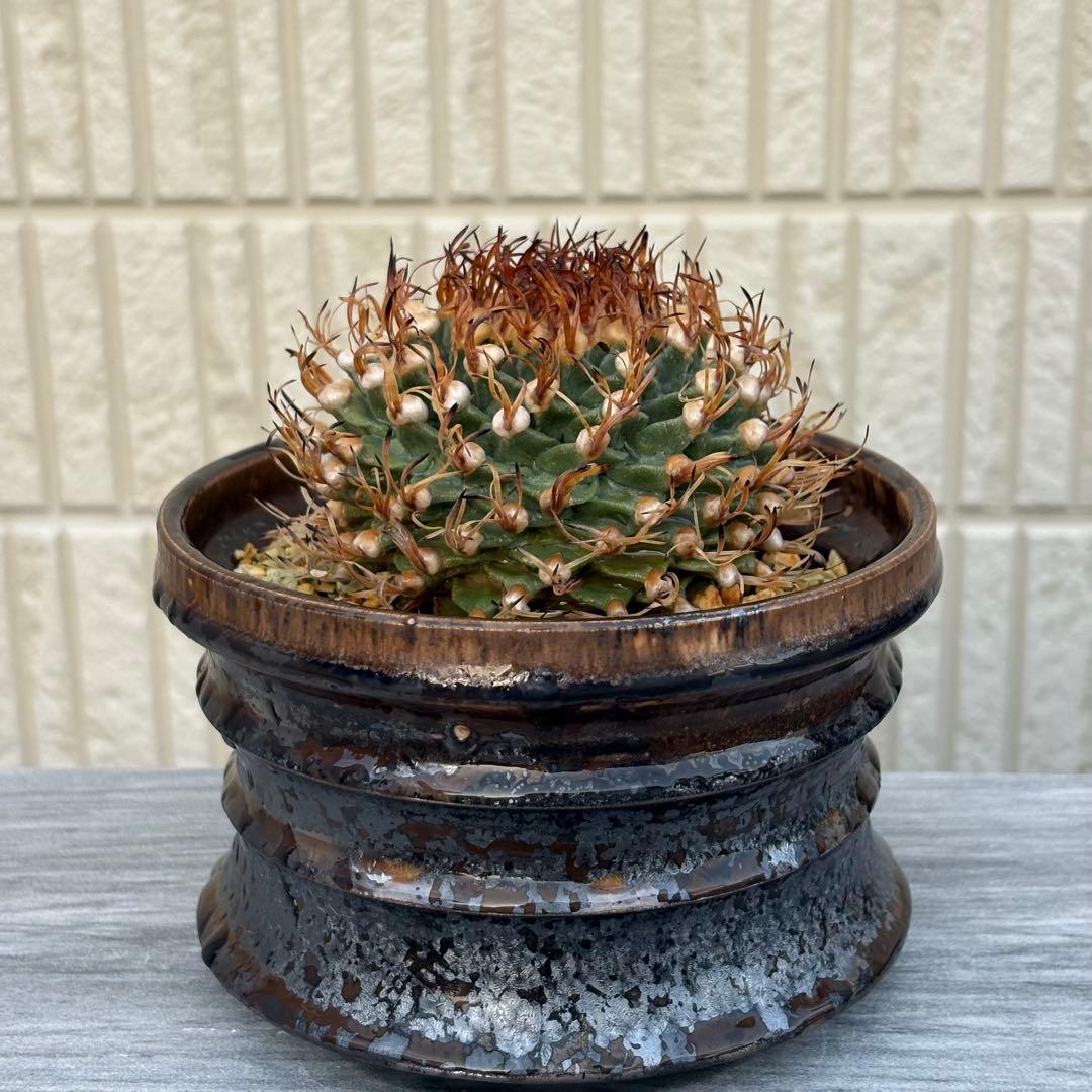 【小疣美形株】アロンソイ　/サボテン 塊根植物