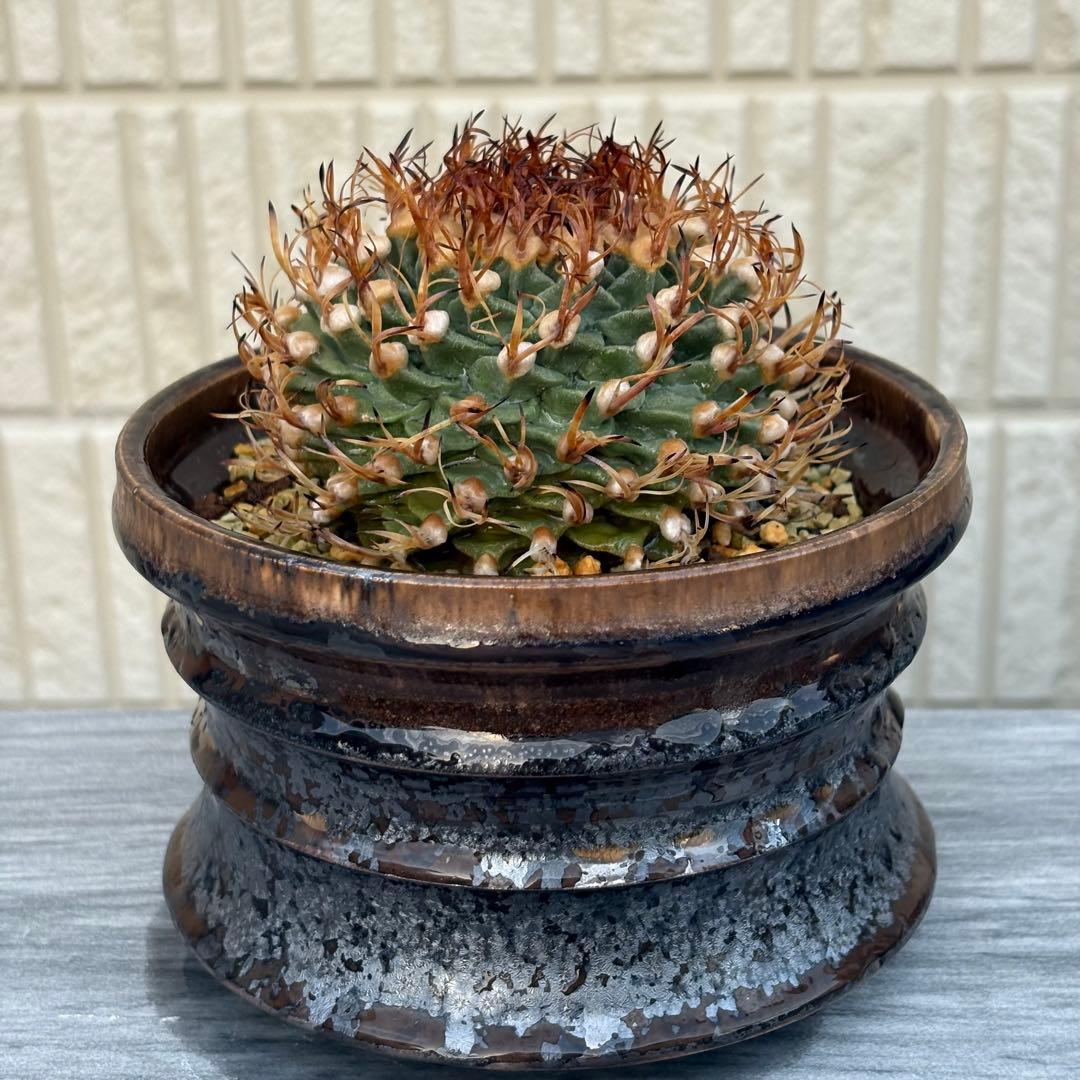 【小疣美形株】アロンソイ　/サボテン 塊根植物