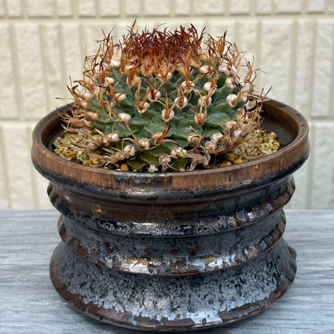 【小疣美形株】アロンソイ　/サボテン 塊根植物