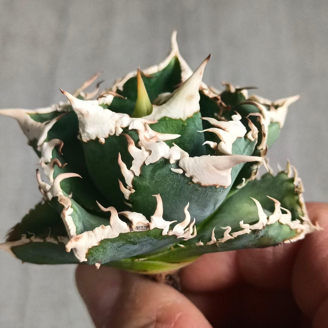 A026 特選 アガベチタノタ 大白鯊 強狂棘 極上白鋸歯 極上優良株